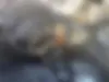 تویوتا  پرادو دو در