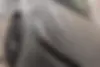 هوندا،  HR-V eHEV