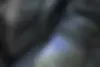 فونیکس  FX