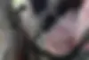 لکسوس،  LX