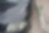 فولکس  گل
