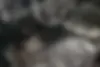کیا  اپتیما