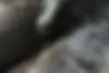 کیا،  اسپورتیج