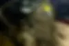 لکسوس  LS