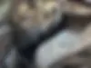 نیسان،  آلتیما