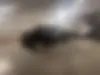 دنا،  پلاس EF7