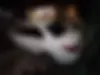 دنا  پلاس EF7