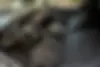نیسان  کیکس