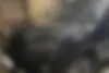 فونیکس، تیگو 7 پرو