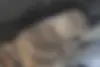 لاماری  اکو