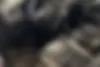 فولکس،  تیگوان