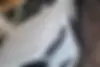 مزدا  3 وارداتی