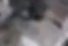 فولکس،  گل