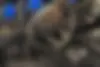 هونگچی  E-QM5