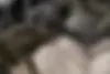 نیسان،  ماکسیما