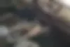 کیا،  اسپورتیج