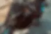 یاماها  MT 25