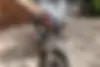 رگال رپتور،  فالکن