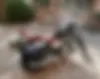 رگال رپتور،  فالکن