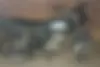 باجاج، بوکسر 150