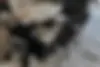 دینو، Z2