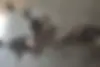 جهان همتا، همتاز 200