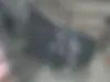 بنلی  TNT 135