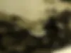 بنلی،  TNT 150