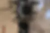 باجاج  پالس 200