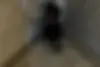 زونتس  N2 230
