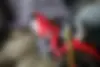 هوندا، CRF 250