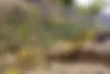 بنلی،  TRK 249
