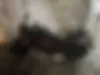 بنلی، TNT 25N