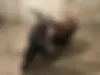 بنلی،  پانارئا 125