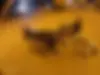 هوندا،  ATV 125